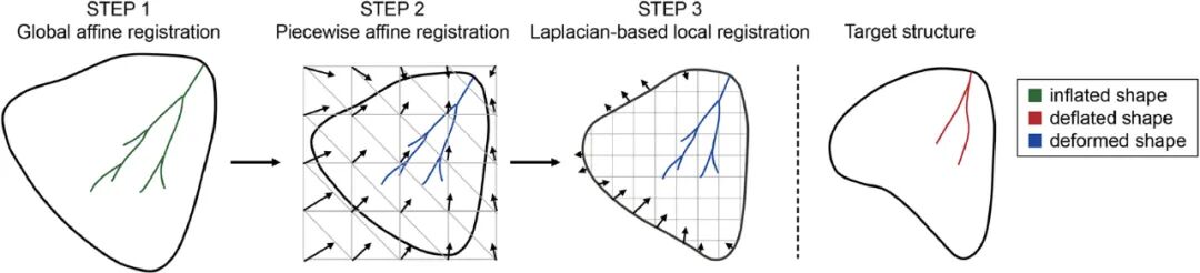 什么是数字肺膨胀肺／萎陷肺的真相：人工气胸下的支气管+肺实质数字模型与三维重建？_https://www.jmylbn.com_新闻资讯_第21张
