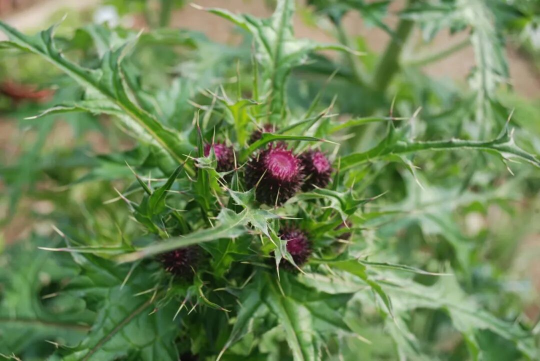 高清中药教材原植物彩色图谱（下篇）