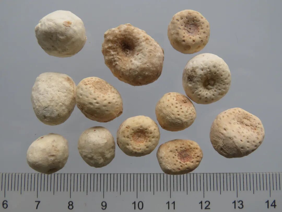 半夏其刺激性成分主要为蛋白和草酸钙结合形成的针晶复合物,即"毒针晶