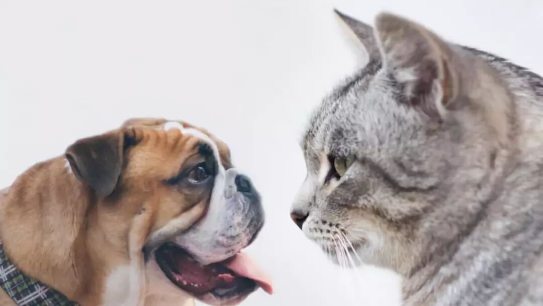 确認過眼神 一個不偏科(kē)的優等生(shēng)！(圖5)