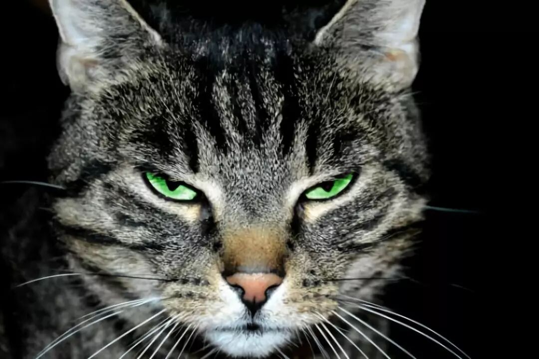 确認過眼神 一個不偏科(kē)的優等生(shēng)！(圖4)