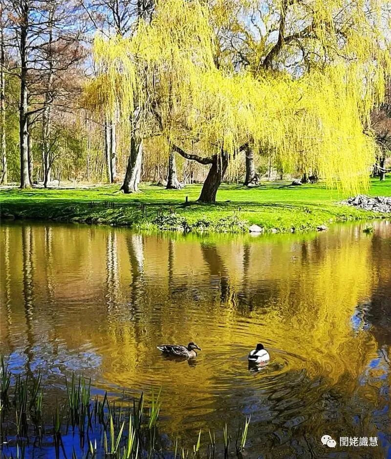 为什么心是钩脉胃气之脉-倪海厦《黄帝内经》  第十八篇 平人气象论（18.6）_https://www.jmylbn.com_新闻资讯_第2张