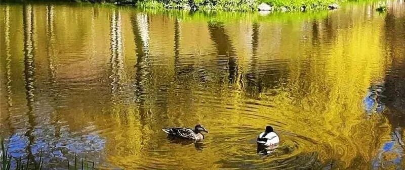 为什么心是钩脉脉诊-以胃气为本-倪海厦《黄帝内经》  第十八篇 平人气象论（18.7）_https://www.jmylbn.com_新闻资讯_第2张