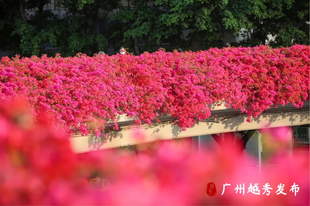 广州马路两边粉色的花图片
