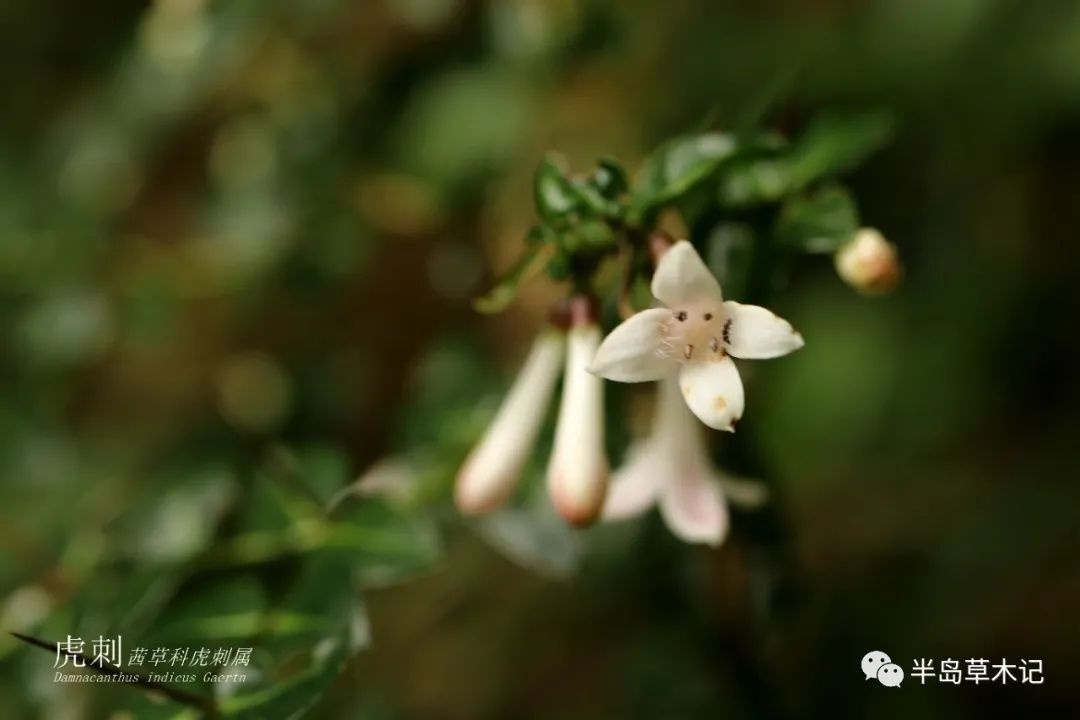 鳥不宿的植物虎刺