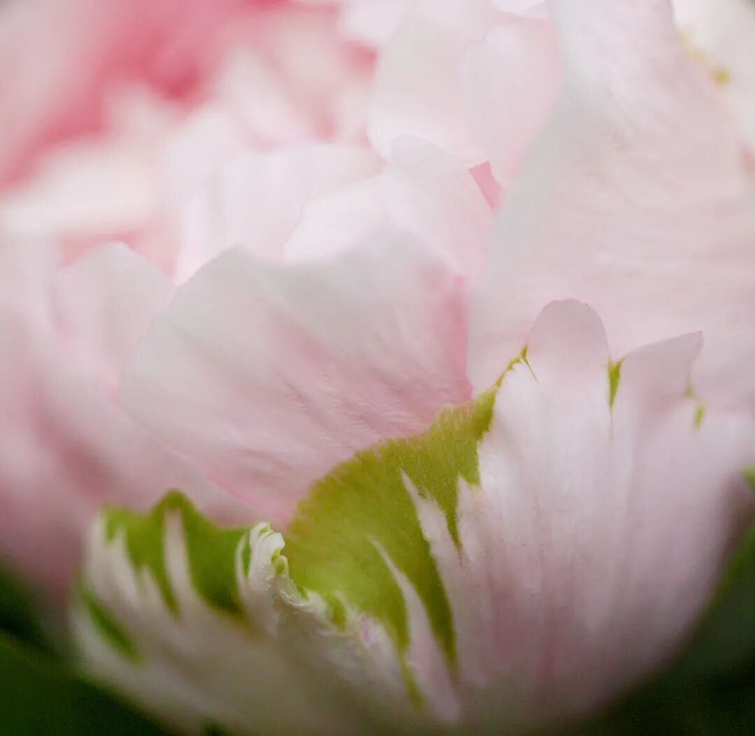 21中国牡丹之都 菏泽 卓越贡献奖和 花开盛世 牡丹系列奖项评选活动盛大启幕 山东画报 微信公众号文章阅读 Wemp