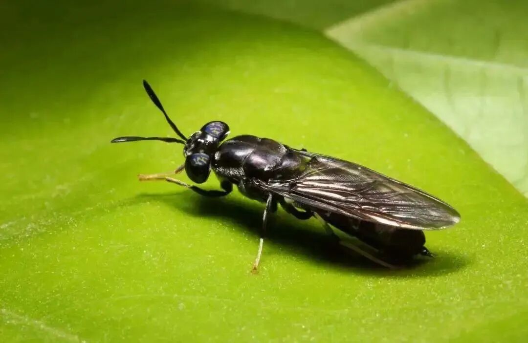 昆虫蛋白有望崛起,黑水虻产业或将成为新风口?