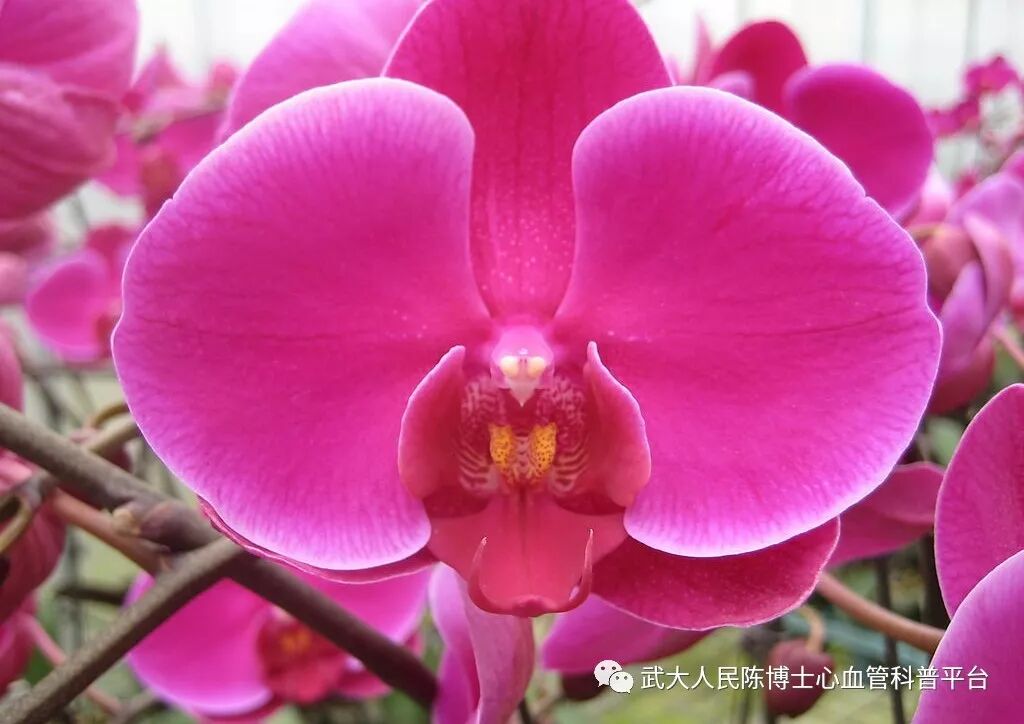 阿司匹林和他汀类药，一个都不能少----冠心病长期用药须知