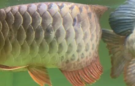 龙鱼溶鳞怎样引起 怎样治疗 马来西亚金龙印尼辣椒红龙鱼苗批发 微信公众号文章阅读 Wemp