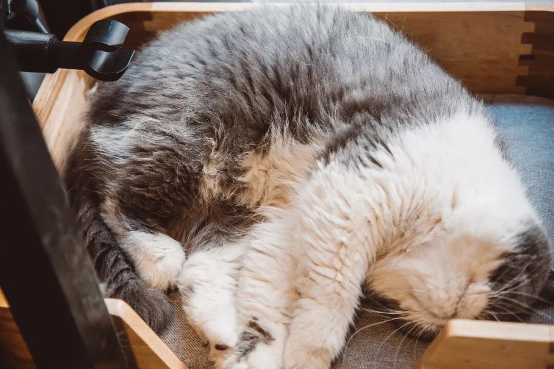 咖啡短笛和dirty_咖啡短笛是什么意思_短笛咖啡