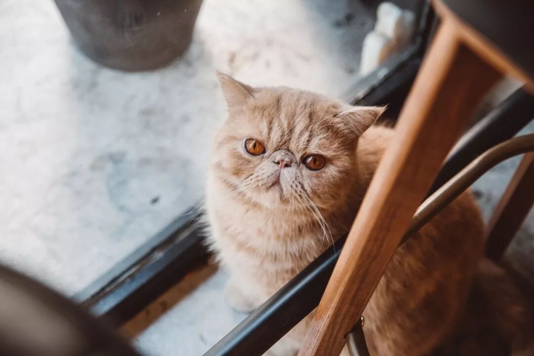 咖啡短笛是什么意思_短笛咖啡_咖啡短笛和dirty