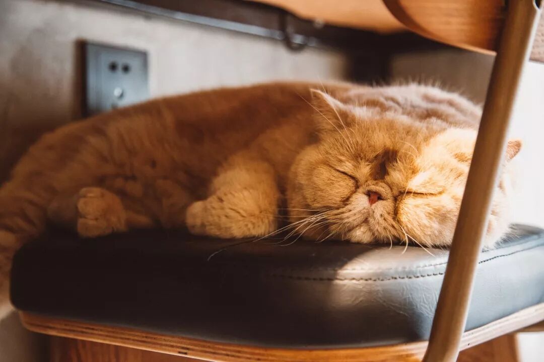 咖啡短笛是什么意思_咖啡短笛和dirty_短笛咖啡