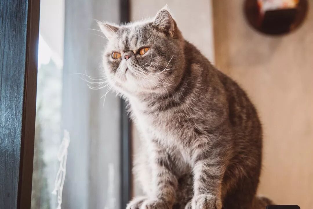 短笛咖啡_咖啡短笛和dirty_咖啡短笛是什么意思