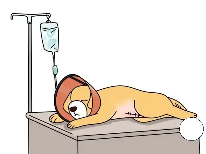 动物怎么麻醉我是麻醉医生，却麻不了自己的狗狗_https://www.jmylbn.com_新闻资讯_第12张