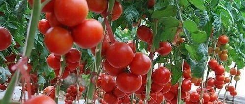 小番茄、大彩椒，水果玉米，是不是转基因食品？孕妇可以吃吗？