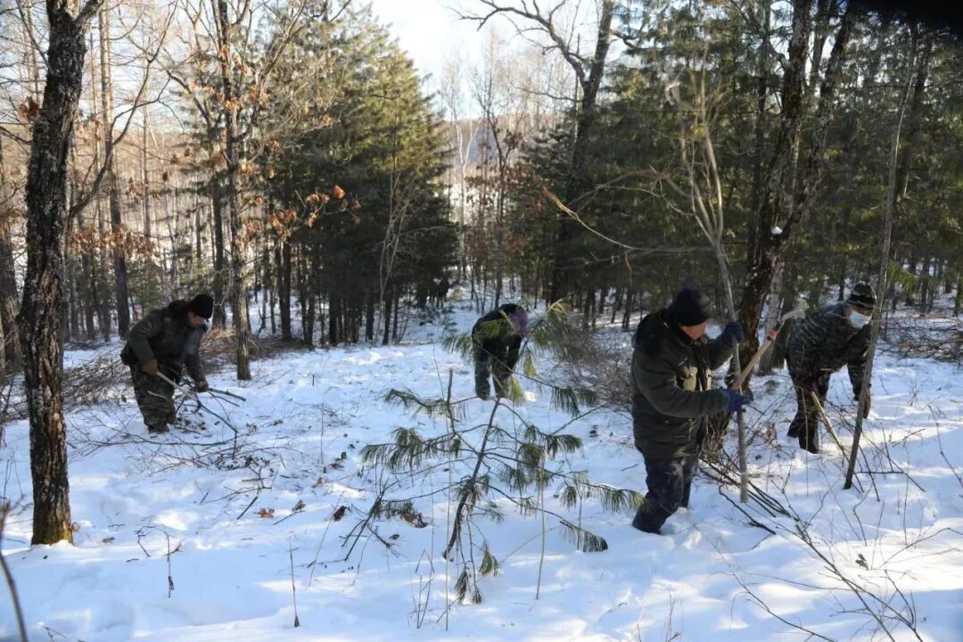 「生态立企」鹤北：满弓紧弦 跑出国土绿化加速度