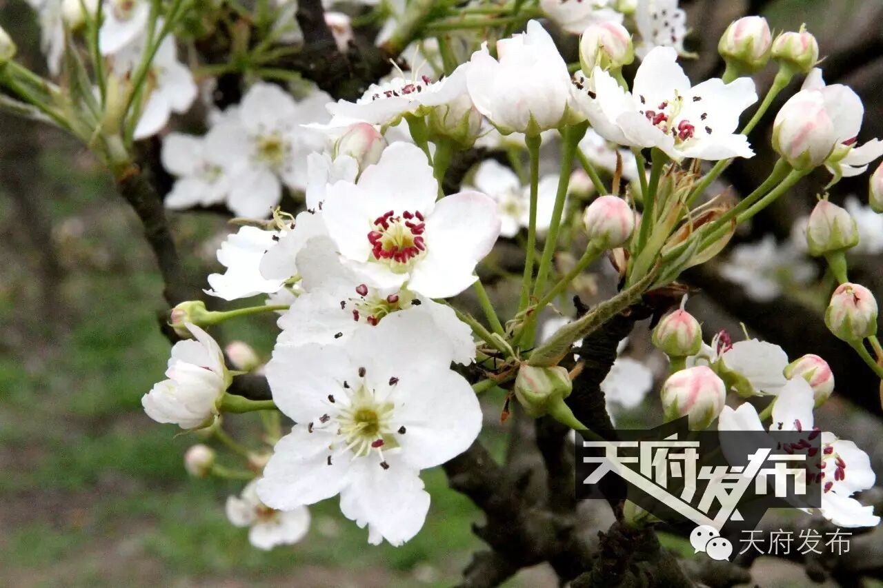 农村特色种植,天府新区大林街道创新"四个 "模式