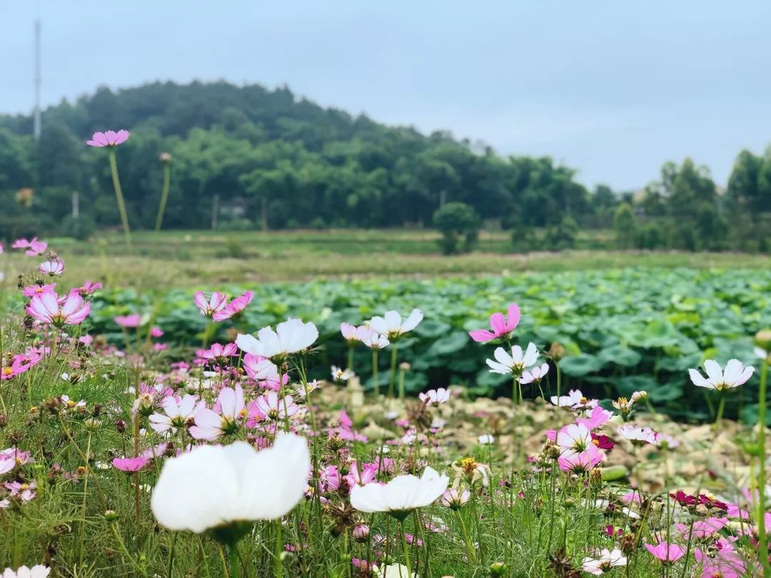 這份邀請函請您收好！來自公園城市首提地天府新區 旅遊 第4張