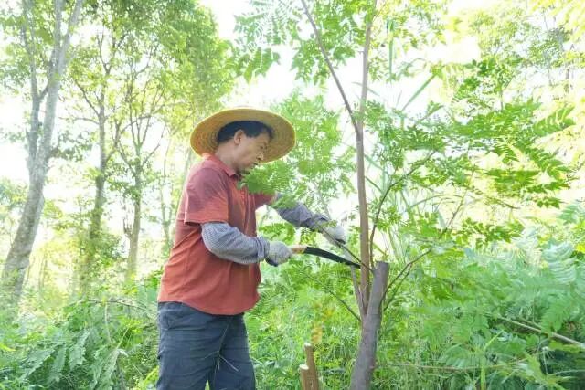 江门猴耳环种植基地，工人正在收割