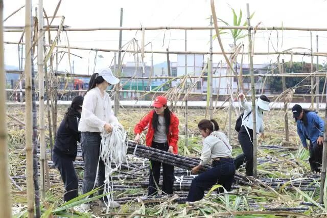 在英德市政府的努力下，社会各界参与到甘蔗滞销助农活动中。