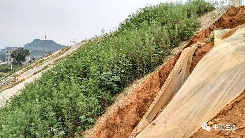 来看看，边坡防护新方法新工艺的图11