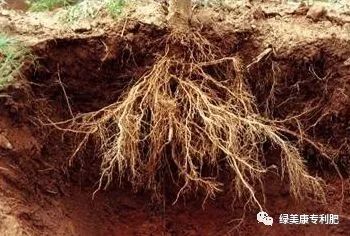 地朗中 重茬 沤根 根系老化 引起的弱苗 黄叶 生长缓慢时使用效果突出 绿美康专利肥 微信公众号文章阅读 Wemp