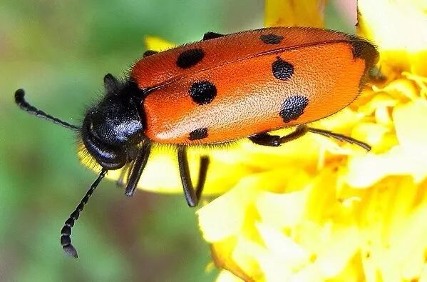 带你揭秘民间大型&ldquo;催情秘方&rdquo;