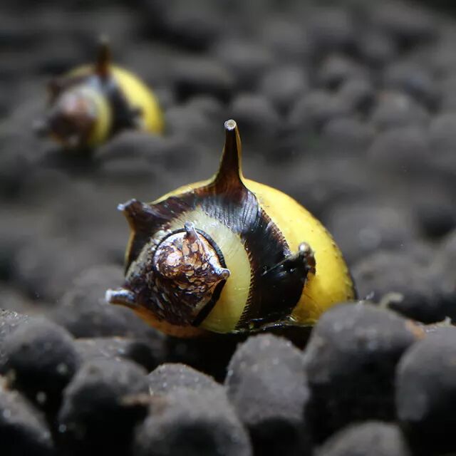 这么多螺,究竟谁才是我的"田螺姑娘"?