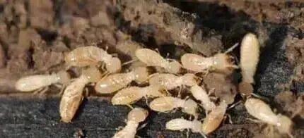 珠海白蚁防治小知识丨珠海如何发现白蚁？珠海发现白蚁怎么办？--珠海格兰云天清洁灭虫技术有限公司(图2)