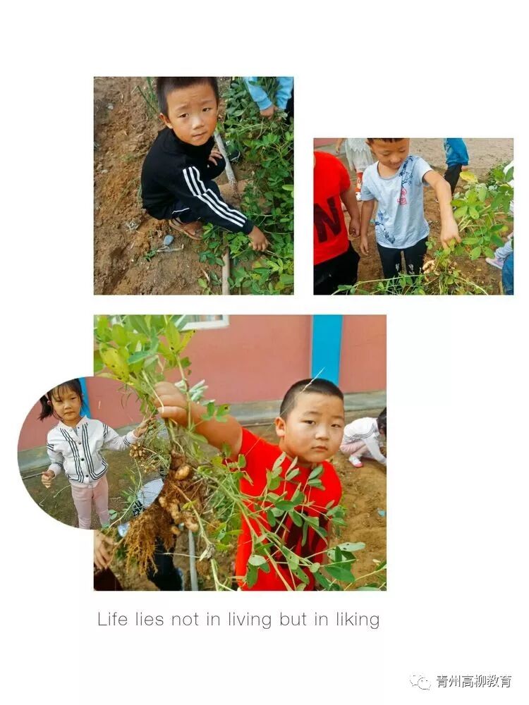 种瓜得瓜 种豆得豆 段村幼儿园中秋节活动 青州高柳教育 微信公众号文章阅读 Wemp