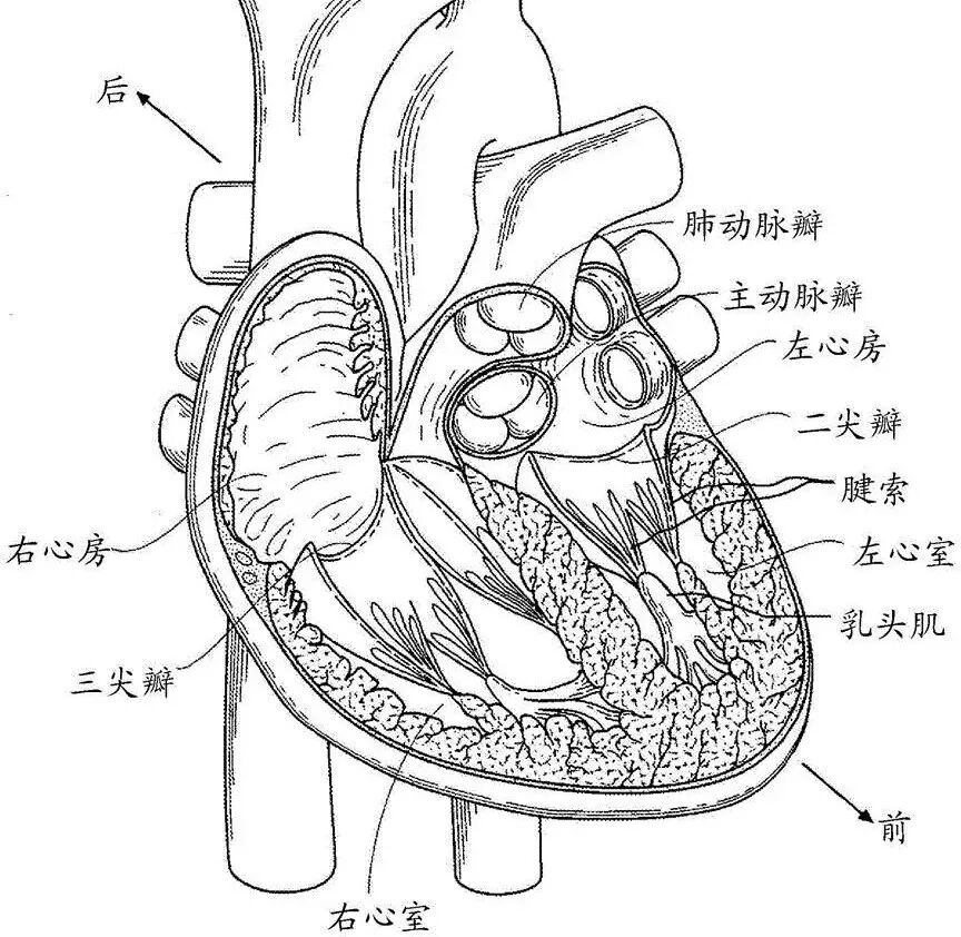 多普勒彩超图怎么看心脏彩超怎么看_https://www.jmylbn.com_新闻资讯_第4张