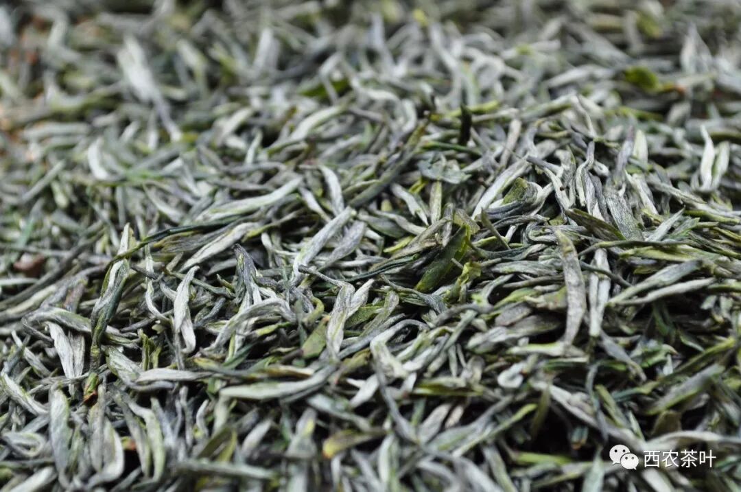 西农牌61缙云毛峰荣获第十二届三峡杯名优茶评比金奖