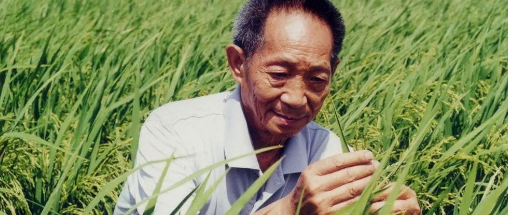 91岁袁隆平追梦人生：坚持做一件事，让14亿中国人有饭吃
