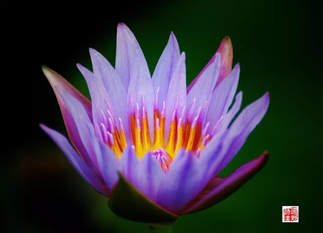 蝴蝶朗读逸野 焚心似火紫睡莲 逸野诗画 微信公众号文章阅读 Wemp