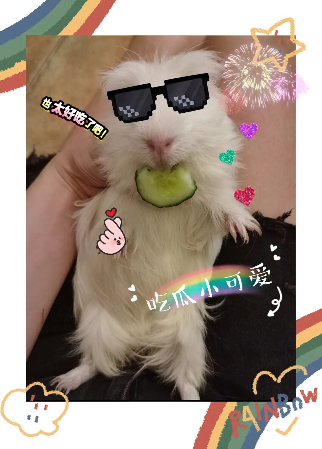 荷兰猪为什么在是盆里撒尿？ 如何解决