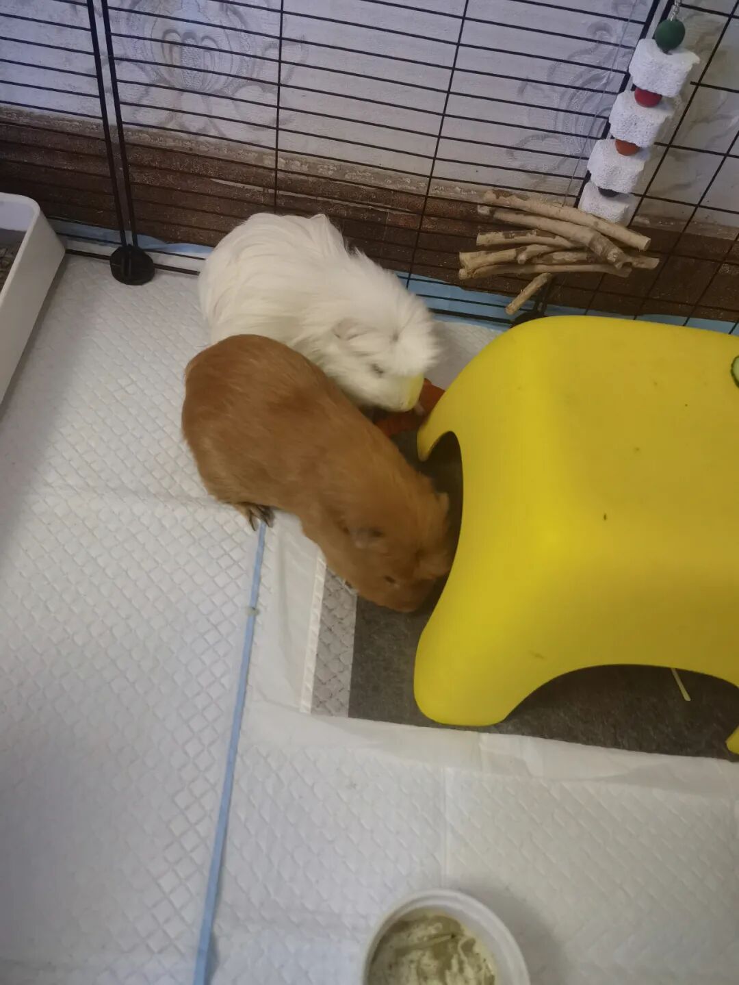 荷兰猪为什么在是盆里撒尿？ 如何解决
