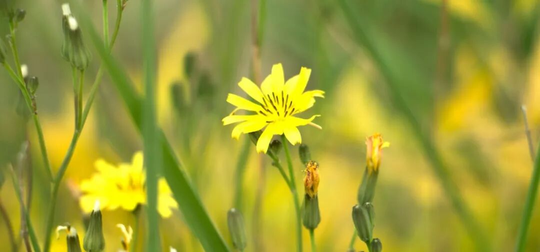 易困嗜睡、疲倦乏力……，这些花茶有助预防哦~