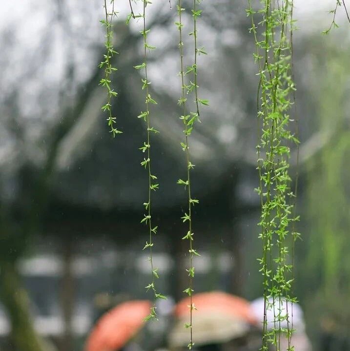 齐鲁磐石||春雨（诗）