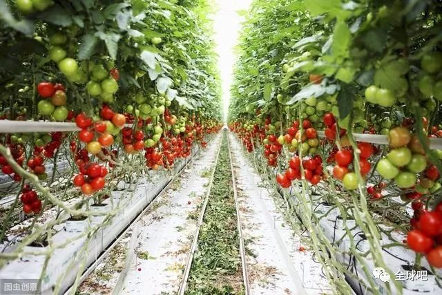 番茄怎么种植？番茄种植的三个关键技巧