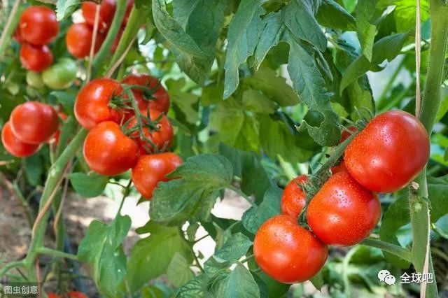番茄怎么种植？番茄种植的三个关键技巧