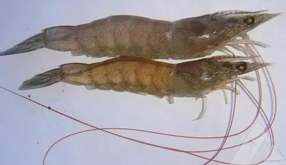 尾巴发红和虾须情况大致相似,长时间应激就会血液不通产生
