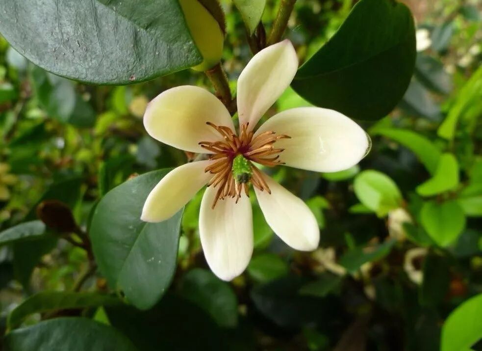 乐昌含笑是常绿还是落叶_乐昌含笑是落叶还是常绿树_含笑是落叶还是常绿