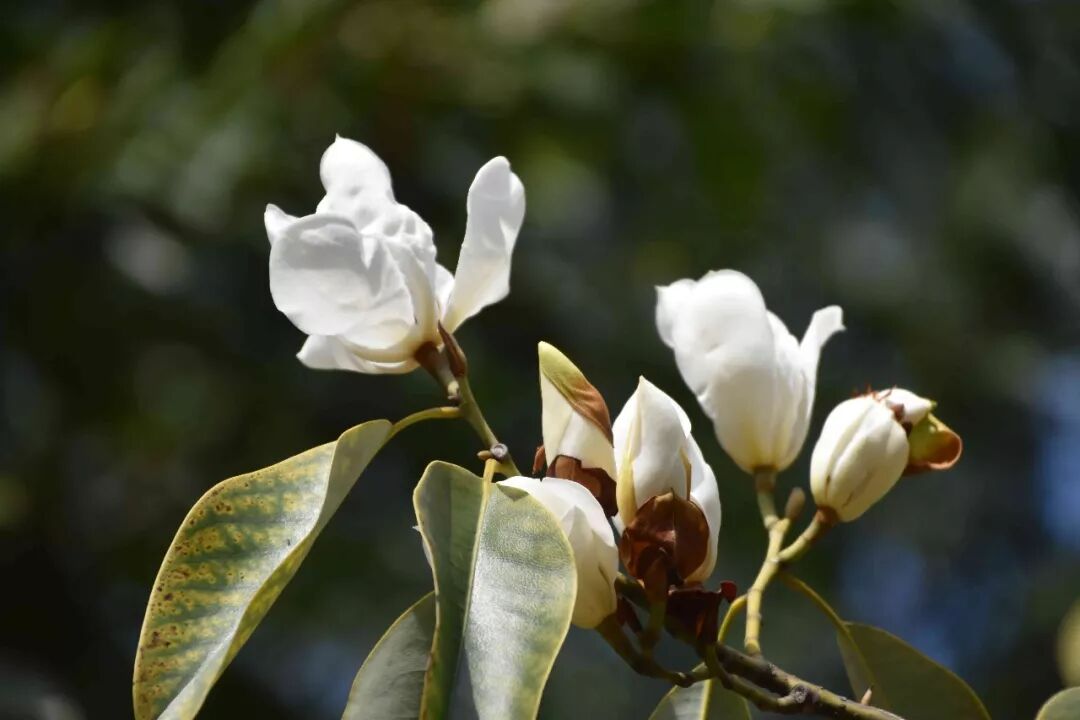 乐昌含笑是常绿还是落叶_含笑是落叶还是常绿_乐昌含笑是落叶还是常绿树