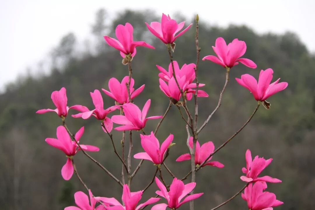 乐昌含笑是落叶还是常绿树_含笑是落叶还是常绿_乐昌含笑是常绿还是落叶