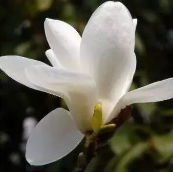 乐昌含笑是常绿还是落叶_含笑是落叶还是常绿_乐昌含笑是落叶还是常绿树