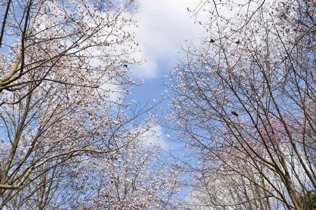 含笑是落叶还是常绿_乐昌含笑是常绿还是落叶_乐昌含笑是落叶还是常绿树