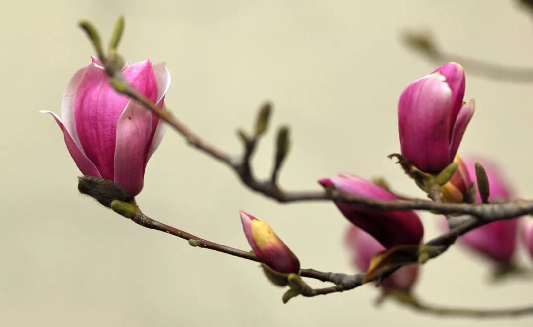 乐昌含笑是常绿还是落叶_乐昌含笑是落叶还是常绿树_含笑是落叶还是常绿