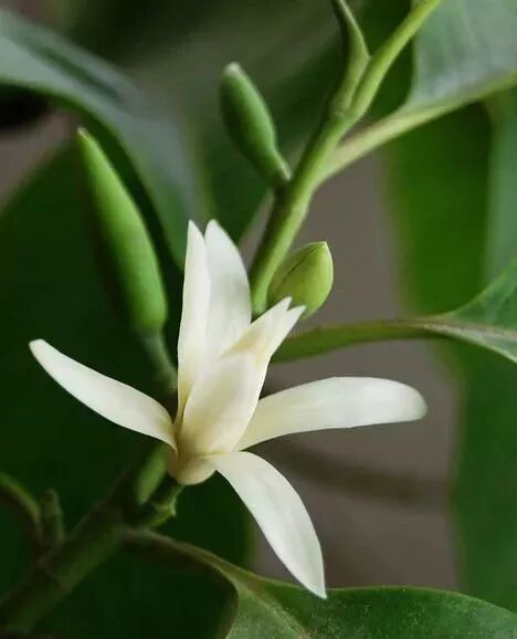 含笑是落叶还是常绿_乐昌含笑是常绿还是落叶_乐昌含笑是落叶还是常绿树