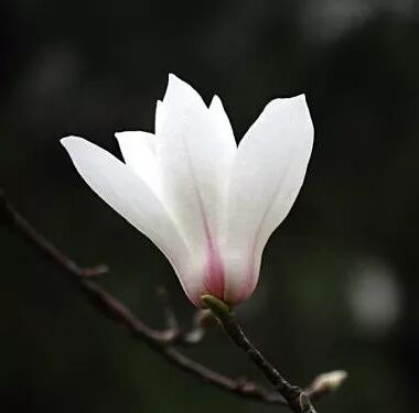 含笑是落叶还是常绿_乐昌含笑是落叶还是常绿树_乐昌含笑是常绿还是落叶