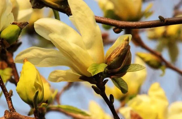 含笑是落叶还是常绿_乐昌含笑是常绿还是落叶_乐昌含笑是落叶还是常绿树